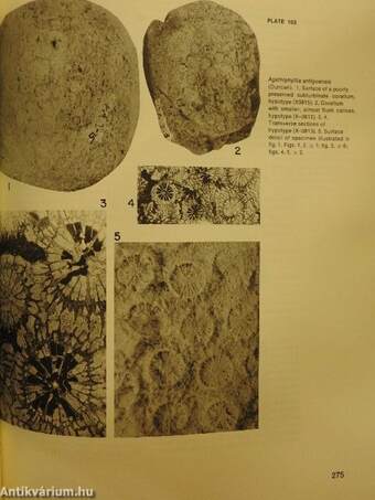 Cenozoic Reef Biofacies