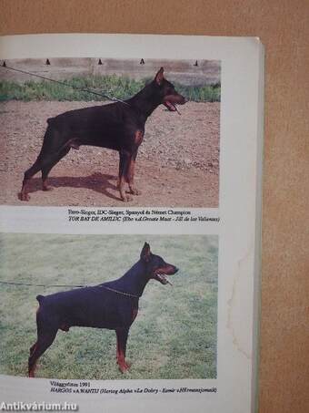 Barátunk a dobermann