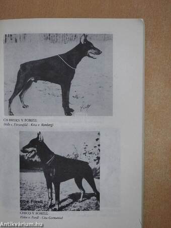 Barátunk a dobermann