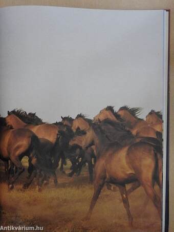 Die Ungarische Puszta