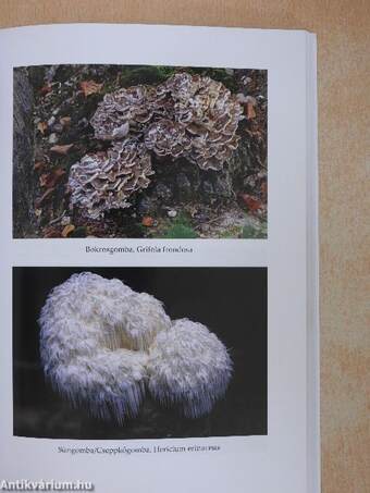 Rák, diabétesz és más betegségek