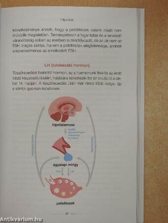 Egészséges hormonrendszer