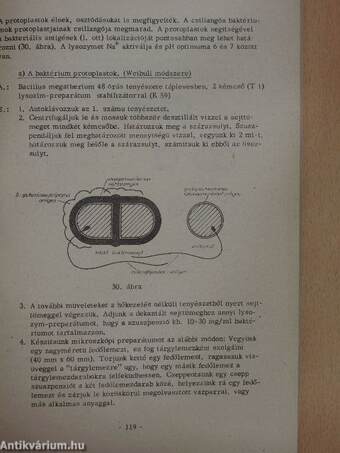 Mikrobiológiai praktikum