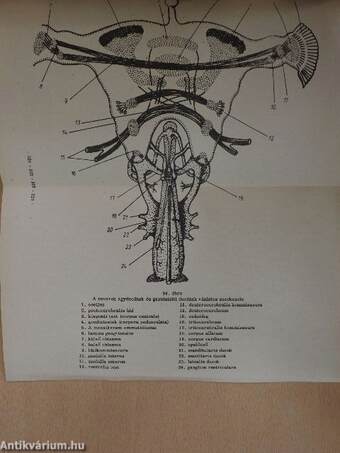 Általános és összehasonlító állatélettan II.