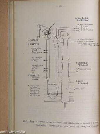 Alkalmazott élettan és kórélettan II. (töredék)