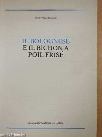 Il Bolognese e il Bichon á Poil Frisé