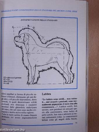 Il Bolognese e il Bichon á Poil Frisé