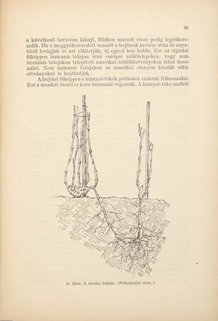 Szőlőmíveléstan és borkezeléstan