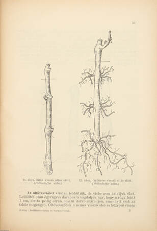 Szőlőmíveléstan és borkezeléstan