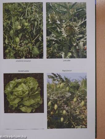 Zöldség- és fűszerkülönlegességek termesztése