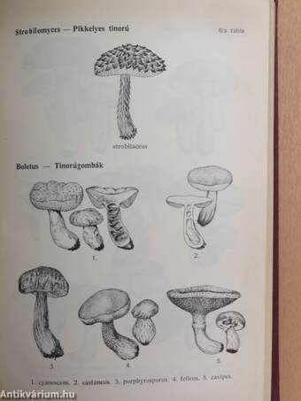 Magyarország kalaposgombáinak meghatározó kézikönyve