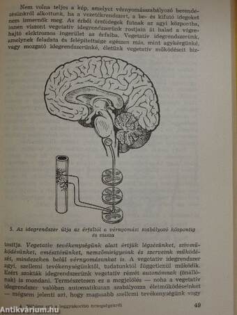 Néhány szó a leggyakoribb betegségekről
