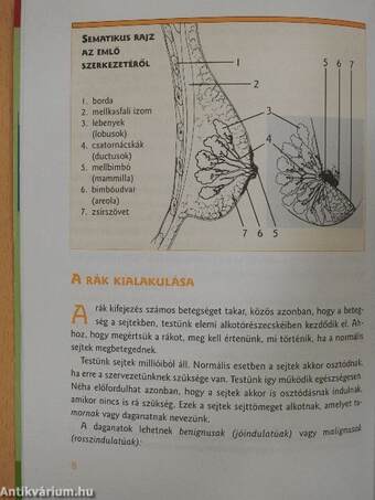 Amit az emlőrákról tudni kell
