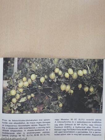 Házikertek növényvédelme a nyári időszakban