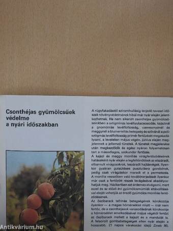 Házikertek növényvédelme a nyári időszakban