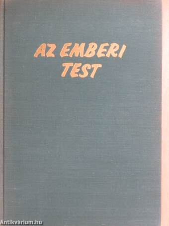 Az emberi test 1. (töredék)