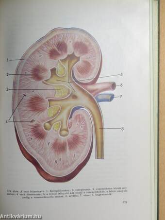 Az emberi test 1. (töredék)