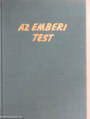 Az emberi test 2. (töredék)