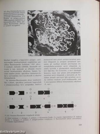 Pathologia I. (töredék)