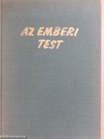 Az emberi test 1. (töredék)