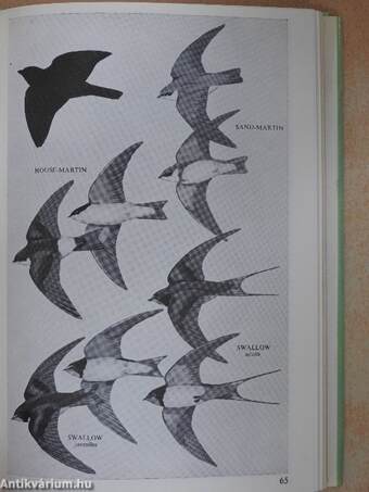 Collins Pocket Guide to British Birds