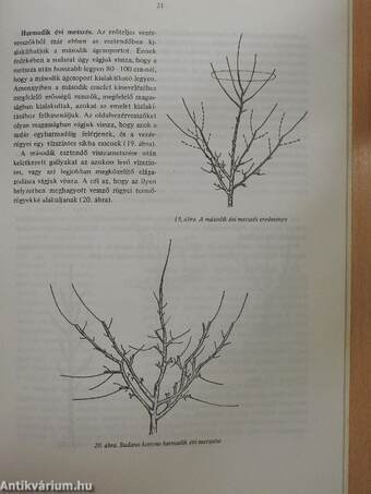 Gyümölcstermesztés II.