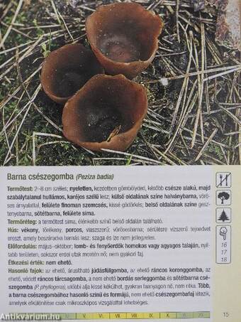 Erdők-mezők gombái