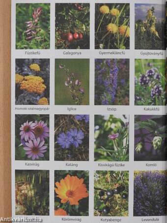 Gyógyítás gyógynövényekkel