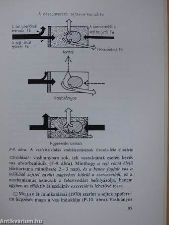 A vérszegénység I. (töredék)