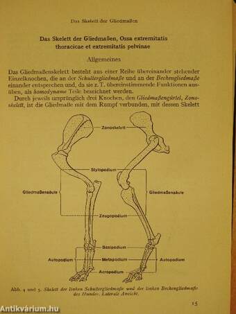 Kompendium der Veterinär-Anatomie I.