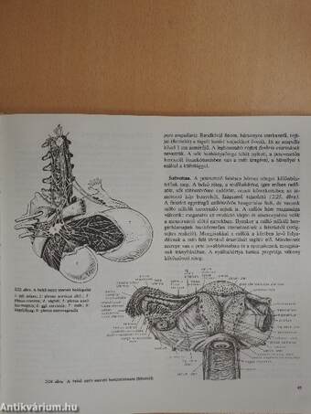 Szülészet-nőgyógyászat 1-3.