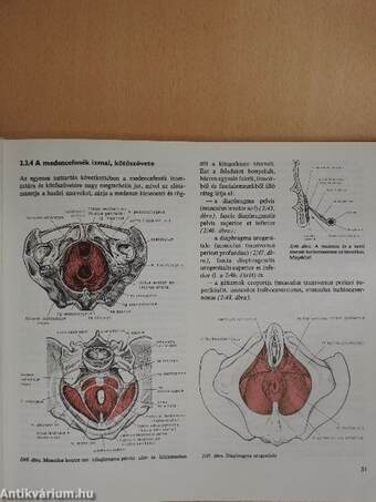 Szülészet-nőgyógyászat 1-3.
