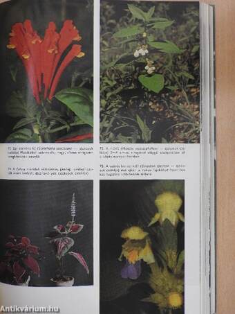 Urania Növényvilág - Magasabbrendű növények II.