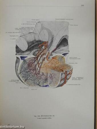 Az ember anatómiájának atlasza II. (töredék)