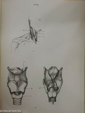 Anatomía artística del cuerpo humano