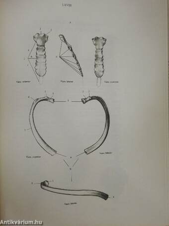 Anatomía artística del cuerpo humano