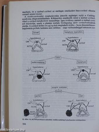 Klinikai endocrinologia 1. (töredék)