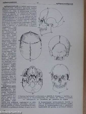 Természettudományi lexikon 1. (töredék)