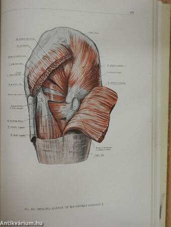 Az ember anatómiájának atlasza I. (töredék)