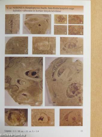 Amatőr ásvány és ősmaradvány gyűjtés Sümegen