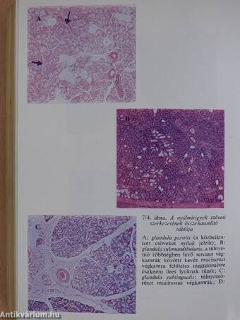 Functionalis anatomia 2.