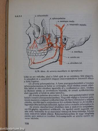 Functionalis anatomia 2.