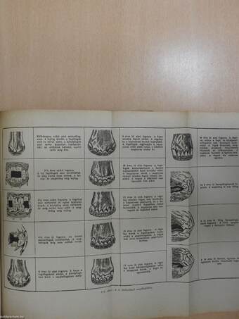 Állattenyésztéstan (dedikált példány)