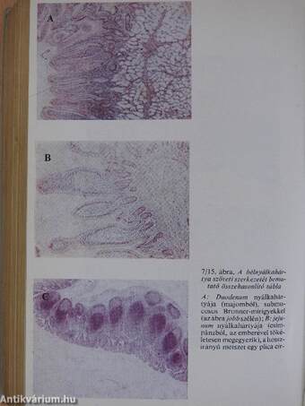 Functionalis anatomia 2.