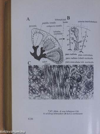 Functionalis anatomia 2.