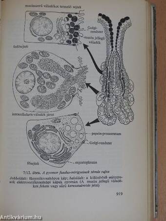 Functionalis anatomia 2.