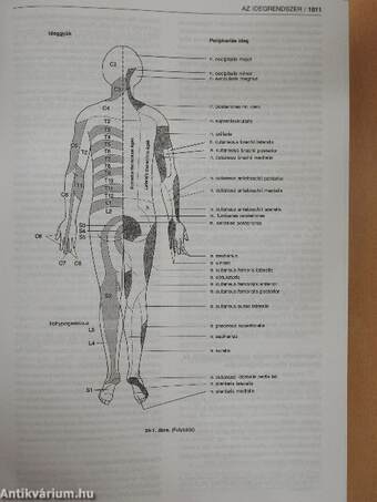 Korszerű orvosi diagnosztika és terápia 2000