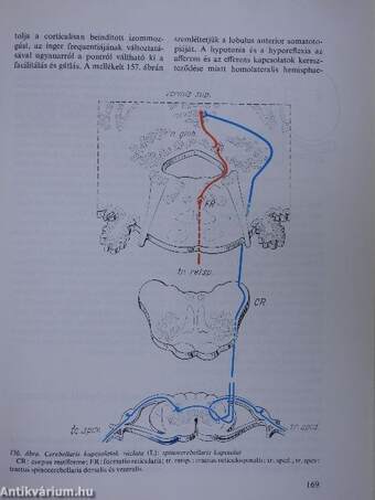 A klinikai neurologia alapjai