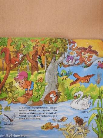 Lili és Vili az erdőben