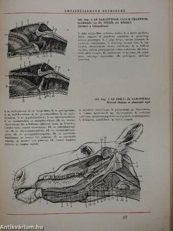 Háziállatok anatómiájának atlasza